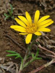 Image result for Hirpicium