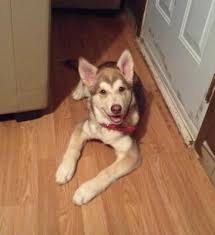 You don't want to stop too early because the pup. Stop Husky Puppy Aggression