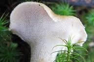 Image result for Dentinum repandum