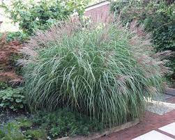 1 x miscanthus sinensis ‚silberspinne' (ziergras/gräser) chinaschilf. Chinaschilf Tipps Zur Pflanzung Und Pflege Mein Schoner Garten