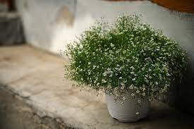 What do baby's breath seedlings look like? Container Grown Baby S Breath Care Tips For Planting Gypsophila In A Pot