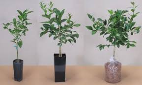 Alibaba.com introduces you to the most authentic and ethnic. Dwarf Citrus Trees From Four Winds Growers Cay Thiáº¿t Káº¿ VÆ°á»n Rau Dinh DÆ°á»¡ng