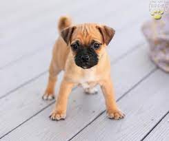 Jug Jack Russell Pug Jug Dog Pug Mix Cute Animals Images