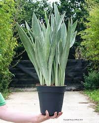 Image result for Sansevieria metallica