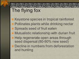 Some of the tropical aroids and other genera in the collection listed by the scientific name of each species along with a common name if available. Community Ecology Chapter 7 The Flying Fox Keystone Species In Tropical Rainforest Pollinates Plants While Drinking Nectar Spreads Seed Of Fruit Eaten Ppt Download