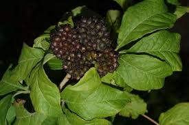 Image result for Pygmaeothamnus zeyheri