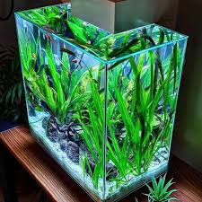 Awesome Aquascape With What Is The Best Fish Tank Filters To Choose For Your Aquarium In 2020 Fish Tank Aquascape Aquascape Aquarium