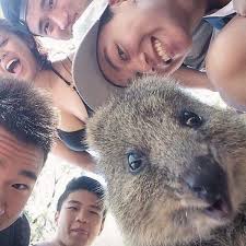 Quokka Selfie Cutest Trend In Australia Right Now Ego Alterego Quokka Happy Animals Animals