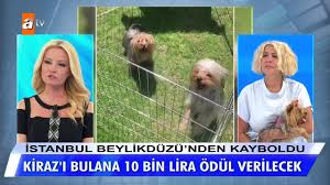 Muge Anli Kiraz I Bulana 10 Bin Tl Odul Verilecek Facebook