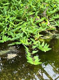 Image result for Xyris aristata