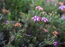 Image result for Erica austronyassana