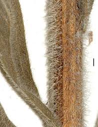 Image result for Microglossa