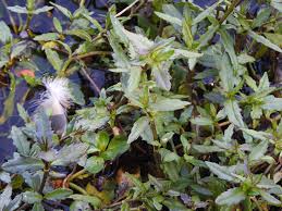 Image result for Enydra