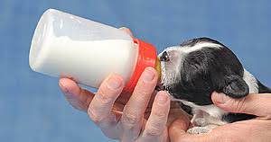 Portuguese Water Dog Growth From Puppy To Adult