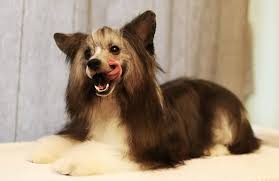Pies Dog Chinesecresteddog Psy Grzywacze Grzywacz Dog Pies Dog Sesjazdjeciowa Grzywaczchinski Di 2020 Dengan Gambar