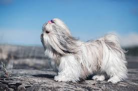 Check spelling or type a new query. 250 Fantastic Shih Tzu Names My Dog S Name