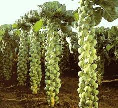 Maybe you would like to learn more about one of these? Cavolini Di Bruxelles Dieta Gruppo Sanguigno