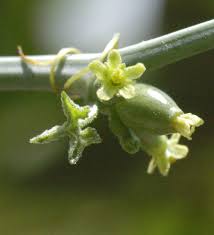 Image result for Corallocarpus epigaeus