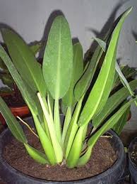 Adenium Bonsai Gardening Tips And Flower Guide Philodendron Philodendron Philodendron Monstera Rare Plants