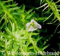 Image result for Mayaca baumii