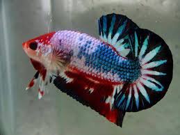 Cupang, atau betta termasuk ikan yang mudah dipelihara. Ikan Cupang Hallo Ikan Cupang Lovers Lagi Pada Siap2 Untuk Malam Mingguan Yak Asiiikkk Hihi Yang Jomblo Sabar Deh P Jones Btw Kalian Udah Tau Belumm Istilah2 Yang Ada Dalam Dunia