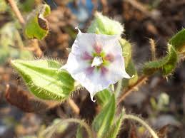 Image result for Trichodesma zeylanicum