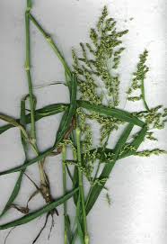 Image result for Panicum monticola