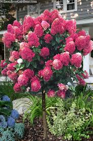 Image result for Hydrangea