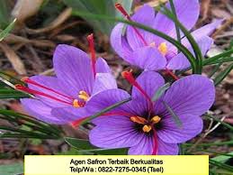 Pin On Jual Saffron Untuk Promil Batam Nasha Saffron