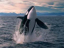 Orcas (Orcinus orca) | New Scientist