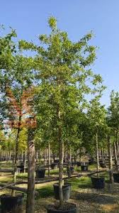 Image result for Nyssa sylvatica