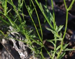 Image result for Wahlenbergia flexuosa