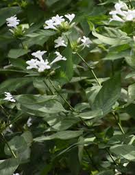 Image result for Barleria holubii