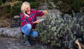 Be sure the medium contains good quality, well draining soil. When To Take Lavender Cuttings What You Need To Know About Lavender Cuttings Express Co Uk