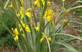 Image result for Moraea elliotii