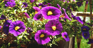 They love warmth and sunlight. Growing Petunias A Complete Guide On How To Plant Grow And Care For Petunias