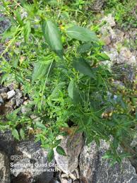 Image result for Micrococca mercurialis