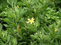 Image result for Chrysanthemoides monilifera