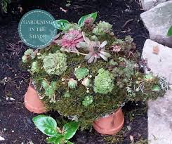 What function do they have? How To Make A Succulent Turtle Topiary Gardening In The Shade