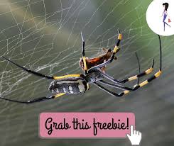 free spider identification chart catchyfreebies