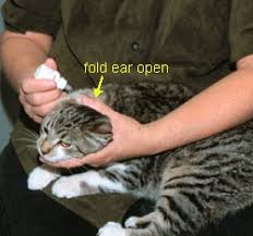 There are no regulated manufacturing standards in place for many herbal compounds and some marketed supplements have been found to be contaminated with toxic metals or other drugs. Examining And Medicating The Ears Of Your Cat