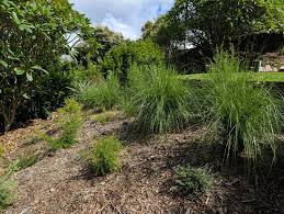 Image result for Aristida stipoides