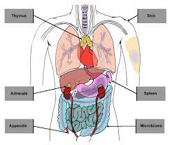 The right and left upper and lower limbs create a flow chart showing the major systemic veins through which blood travels… Forgotten Organs I Science