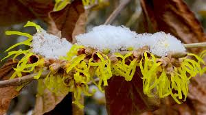 Das wichtigste ist, sich bereits im voraus zu überlegen, wie man sein beet gerne gestalten möchte. Was Bluht Im Winter Gartennatur Com