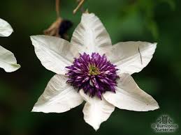Check spelling or type a new query. Clematis Florida Bicolor From Burncoose Nurseries