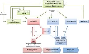The single-cell opioid responses in the context of HIV (SCORCH) consortium  | Molecular Psychiatry