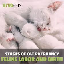 If a pregnant feral cat is lingering in your vicinity, don't simply feed her and call it a day. Cat Pregnancy Timeline With Pictures