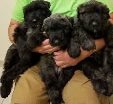 A versatile breed with a strong work ethic, the bouvier des flandres is affectionate and watchful. Stonepillar Bouviers Home Facebook