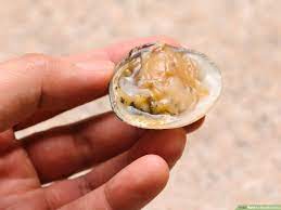 How to shuck soft shell clams. How To Shuck Clams 12 Steps With Pictures Wikihow