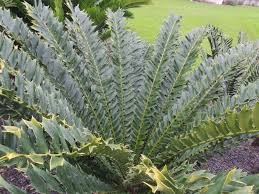 Image result for Ficalhoa